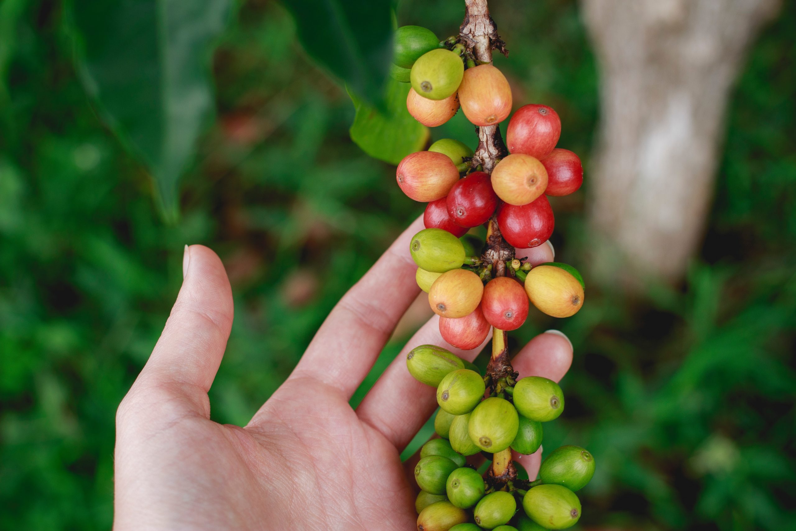 What Are Peaberry Coffee Beans